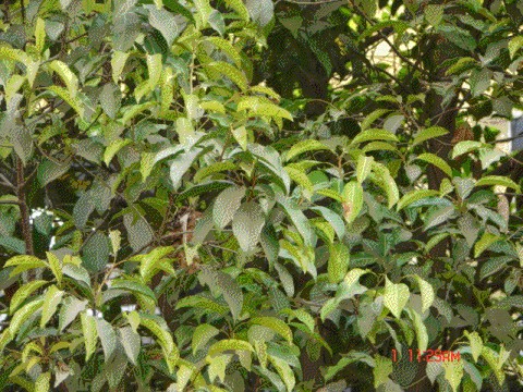 معرفی و راهنمای پرورش درختان میوه - گیلاس اسپانیایی